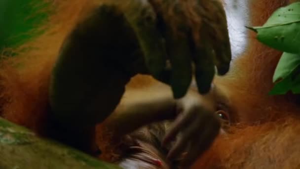 Close Newborn Sumatran Orangutans Pongo Pygmaeus Una Subespecie Sumatra Selva — Vídeo de stock