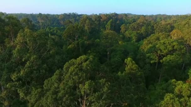 Antenne Des Tropischen Regenwaldes Dipterocarp Trees Dipterocarpaceae Auf Der Insel — Stockvideo
