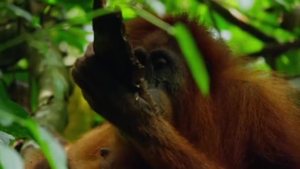 Close Orangutans Sumatra Pongo Pygmaeus Quebrar Galhos Árvore Velha Para — Vídeo de Stock