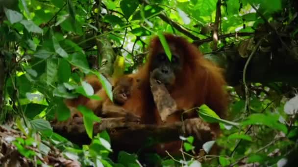 スマトラオランウータン ポンゴ ピグマエウス の閉鎖は 昆虫を見つけて食べるために古い木の枝を破る スマトラ インドネシア — ストック動画