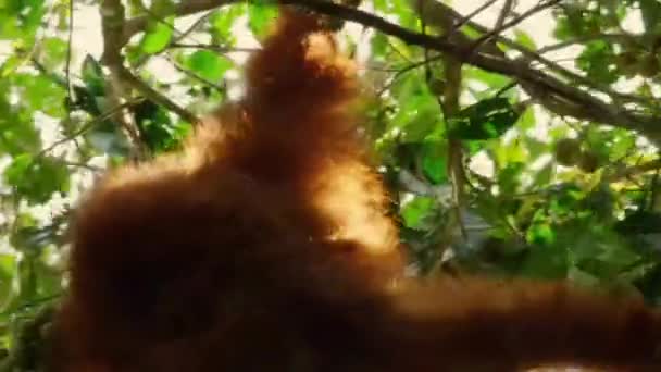 Szumátrai Orángutánok Pongo Pygmaeus Szumátra Egyik Alfaja Amely Egy Kisbabát — Stock videók