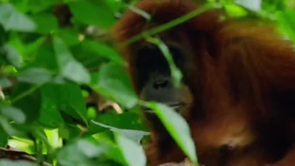 Κοντινό Πλάνο Ενός Sumatran Orangutans Pongo Pygmaeus Σπάσει Ένα Παλιό — Αρχείο Βίντεο