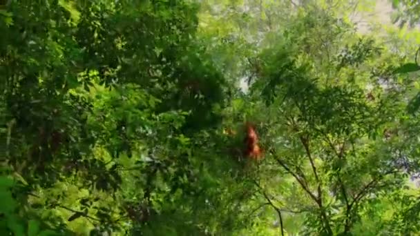 Sumatran Orangutans Pongo Pygmaeus Podgatunek Sumatry Który Nosi Dziecko Wspina — Wideo stockowe