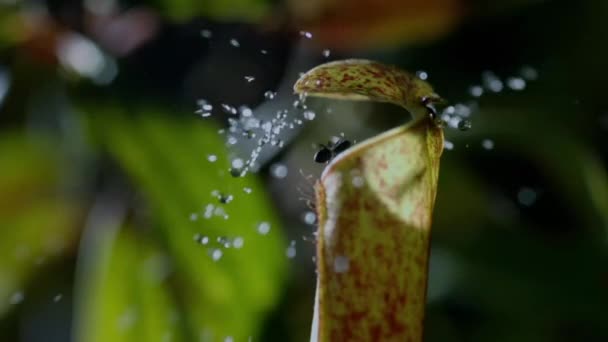 Langzame Beweging Van Water Druppels Brengen Insecten Vallen Vleesetende Werper — Stockvideo