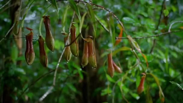 Primer Plano Planta Lanzadora Carnívora Copas Mono Selva Tropical Planta — Vídeos de Stock