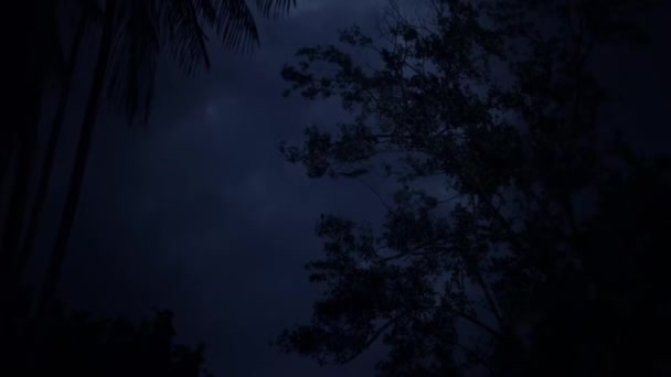 马来西亚婆罗洲Bako国家公园的Sunda Flying Lemur Galeopterus Variegatus 或Colugo夜晚在丛林雨林树冠中滑过一棵树 — 图库视频影像