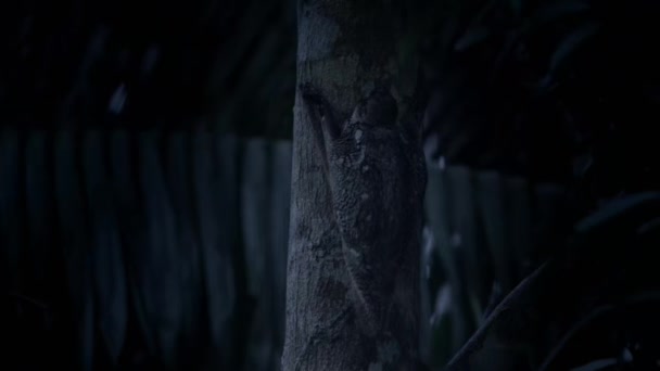 Sunda Flying Lemur Galeopterus Variegatus Colugo Nocturna Aferrarse Los Árboles — Vídeo de stock