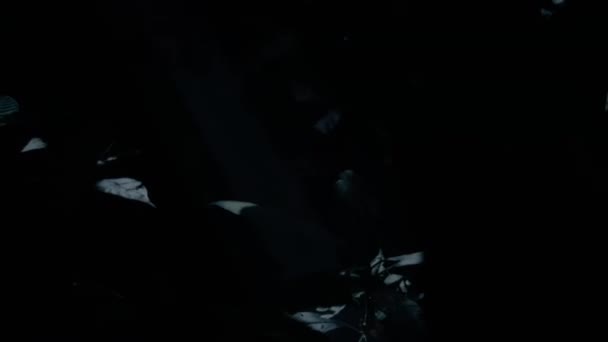 Chiaro Luna Sfonda Albero Verde Nella Foresta Luna Splende Attraverso — Video Stock