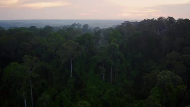 Aerial Tropical Rainforest Dipterocarp Trees Dipterocarpaceae Острові Борнео Малайзія — стокове відео
