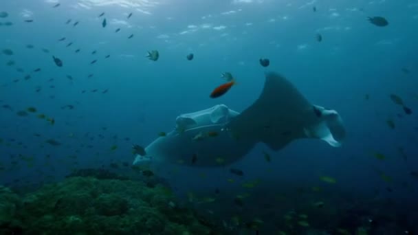 Sinar Manta Berenang Sekitar Laut Dengan Sekolah Ikan Tropis Dan — Stok Video