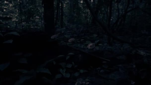 Işığı Ormandaki Yeşil Bir Ağacı Delip Geçiyor Geceleri Yaprakların Arasından — Stok video