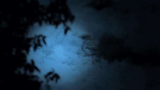 Clair Lune Perce Arbre Vert Dans Forêt Lune Brille Travers — Video