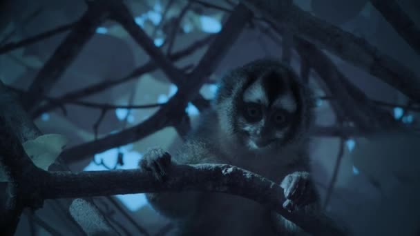 Close Owl Faced Monkey Cercopithecus Hamlyni Its Natural Habitat Night — Stockvideo