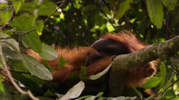 Acercamiento Macho Sumatra Orangutanes Pongo Pygmaeus Durmiendo Árbol Sumatra Indonesia — Vídeo de stock