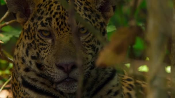 Κοντινό Πλάνο Ενός Ιαγουάρου Panthera Onca Φυσικό Περιβάλλον Τροπικό Δάσος — Αρχείο Βίντεο