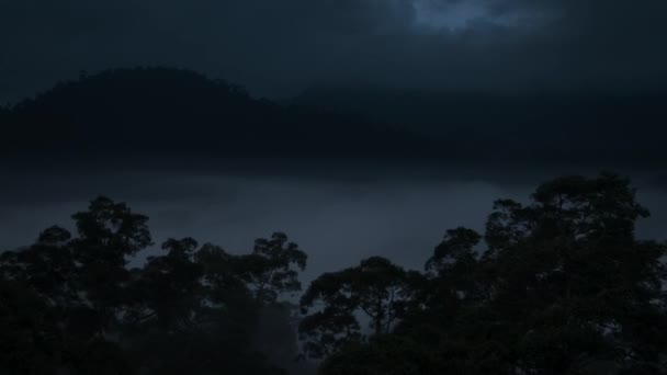 Ομιχλώδες Δάσος Βράδυ Ομίχλη Και Σεληνόφως Στις Κορυφές Των Δέντρων — Αρχείο Βίντεο