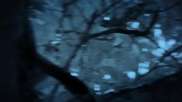 Lähikuva Pöllö Faced Monkey Cercopithecus Hamlyni Sen Luonnollisessa Elinympäristössä Yöpaikalla — kuvapankkivideo