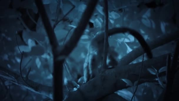 巴西潘塔纳尔湿地猫头鹰脸猴 Cercopithecus Hamlyni 夜间自然栖息地的特写 红外光相机 — 图库视频影像
