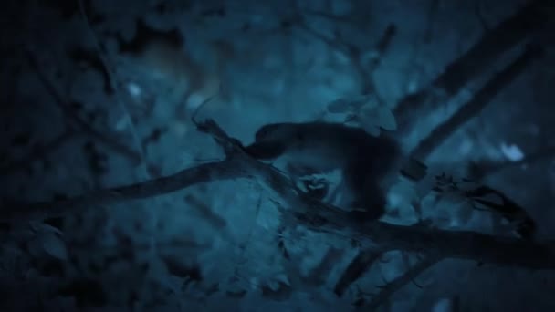 Großaufnahme Des Eulengesichtigen Affen Cercopithecus Hamlyni Seinem Natürlichen Lebensraum Der — Stockvideo