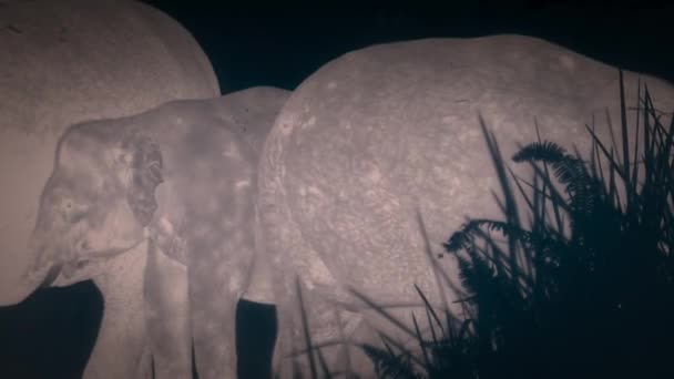 Αφρικανικό Δάσος Ελέφαντας Loxodonta Cyclotis Είναι Ένας Ελέφαντας Που Κατοικεί — Αρχείο Βίντεο