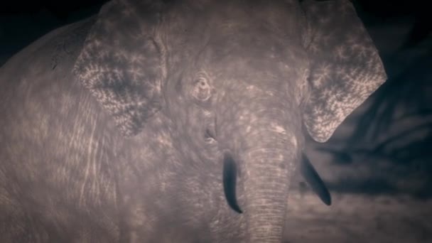 Αφρικανικό Δάσος Ελέφαντας Loxodonta Cyclotis Είναι Ένας Ελέφαντας Που Κατοικεί — Αρχείο Βίντεο