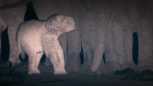Afrikai Erdei Elefánt Loxodonta Cyclotis Egy Kölyökkel Kongói Medence Esőerdejében — Stock videók