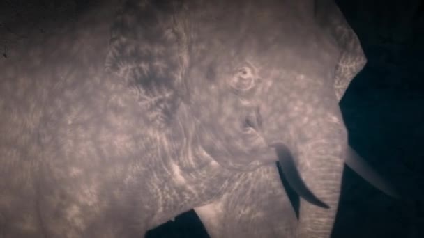 Afrikaanse Bosolifant Loxodonta Cyclotis Een Olifant Uit Het Congobekken Thermische — Stockvideo