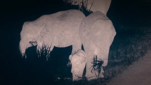 Der Afrikanische Waldelefant Loxodonta Cyclotis Frisst Gräser Regenwald Des Kongobeckens — Stockvideo