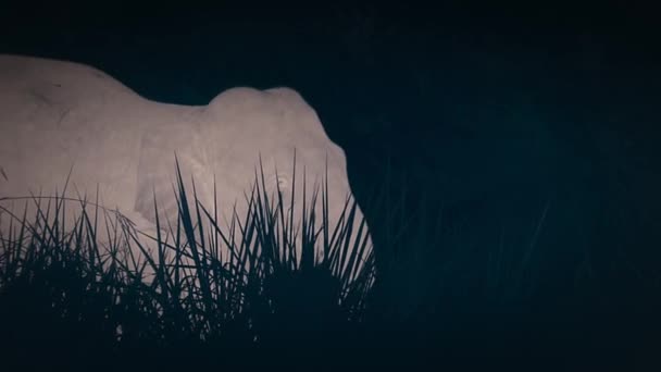Afrikaanse Bosolifant Loxodonta Cyclotis Een Olifant Uit Het Congobekken Thermische — Stockvideo