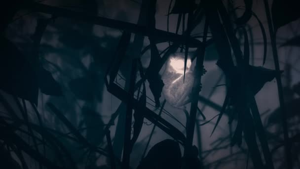 Detailní Záběr Filipíny Tarsier Tarsius Syrichta Jeho Přirozeném Prostředí Noci — Stock video