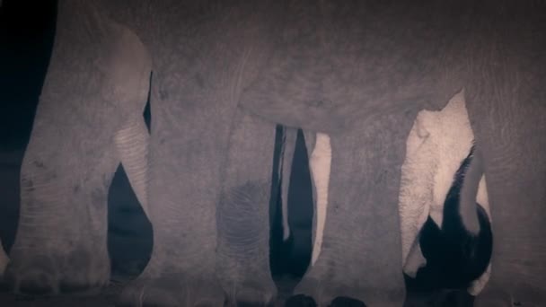 Afrikaanse Bosolifant Loxodonta Cyclotis Met Een Welp Het Regenwoud Van — Stockvideo