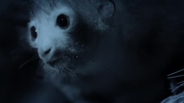 Aye Aye Daubentonia Madagascariensis Lemur Strepsirrhein Primat Nächtliche Insektensuche Hohlholz — Stockvideo