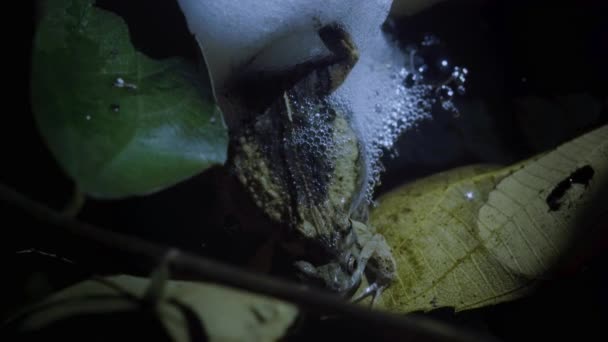 Großaufnahme Eines Tungara Froschpaares Engystomops Pustulosus Das Einem Kleinen Teich — Stockvideo