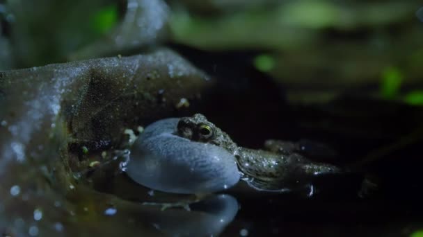 在哥斯达黎加帕洛佛得角的热带雨林中 雄性金枪鱼蛙 Engystomops Pustulosus 鸣叫求偶的特写镜头 — 图库视频影像
