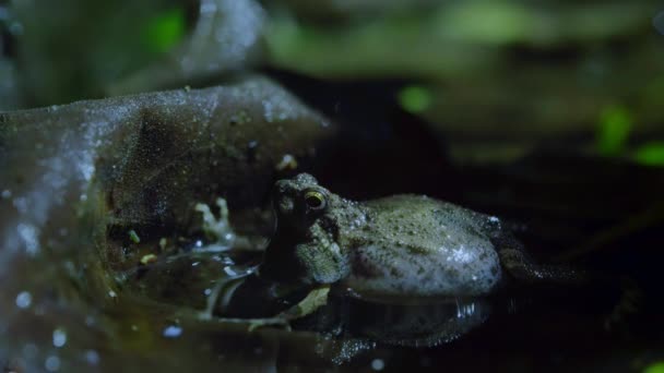 Close Male Tungara Frog Engystomops Pustulosus Calling Croaking Mate Rainforest — Stock Video