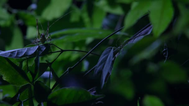 Leaf Mimic Katydid Einem Regenwald Strauch Der Nacht Ecuador — Stockvideo
