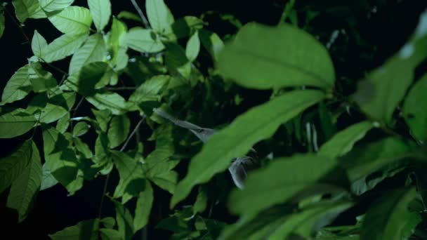 Langzame Beweging Van Een Vleermuis Die Nachts Tussen Groene Bladeren — Stockvideo