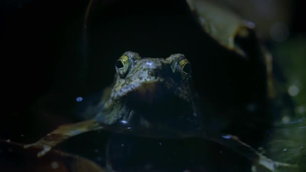 Primo Piano Della Rana Maschio Tungara Engystomops Pustulosus Che Chiama — Video Stock