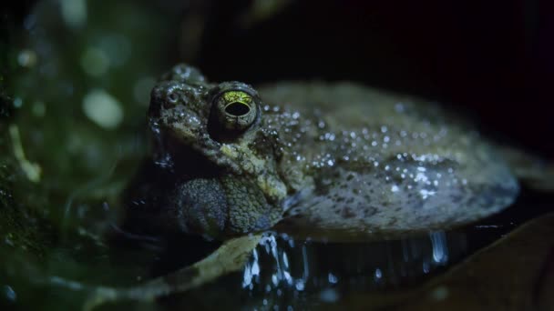 Gros Plan Grenouille Tungara Mâle Engystomops Pustulosus Appelant Croisant Pour — Video