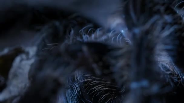 Kręcone Włosy Tarantula Brachypelma Albopilosum Nocne Ziemi Dżungli Lasów Deszczowych — Wideo stockowe