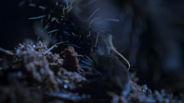 Vlnité Vlasy Tarantula Brachypelma Albopilosum Noční Zemi Deštném Pralese Palo — Stock video