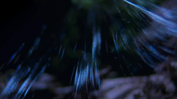 Zblízka Kudrnaté Vlasy Pavučina Tarantula Brachypelma Albopilosum Zemi Deštném Pralese — Stock video