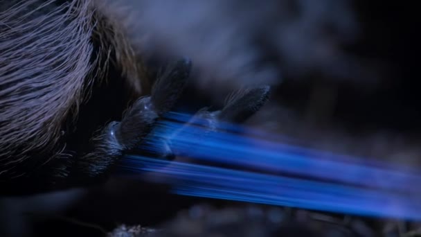 Nahaufnahme Eines Vogelspinnennetzes Brachypelma Albopilosum Regenwald Bei Nacht Palo Verde — Stockvideo
