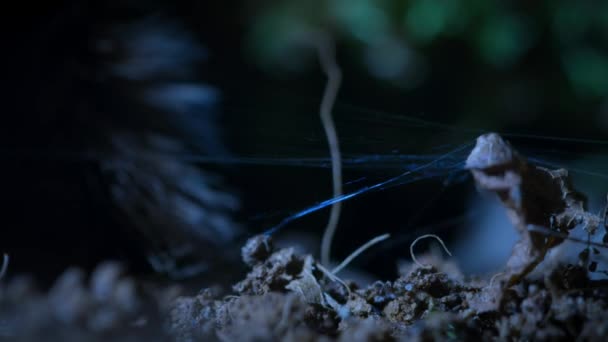 Närbild Curlyhair Tarantula Spindelnät Brachypelma Albopilosum Marken Regnskog Natten Palo — Stockvideo