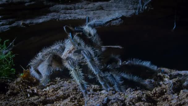 Mężczyzna Curlyhair Tarantula Brachypelma Albopilosum Stuka Rytm Wystawie Zalotów Godów — Wideo stockowe