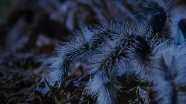 Mężczyzna Curlyhair Tarantula Brachypelma Albopilosum Stuka Rytm Wystawie Zalotów Godów — Wideo stockowe