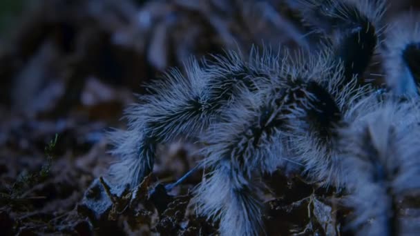 Mužské Kudrnaté Vlasy Tarantula Brachypelma Albopilosum Poklepává Rytmus Dvoření Displej — Stock video