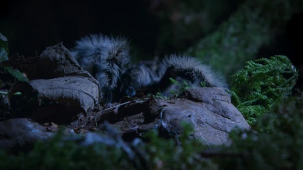 Curlyhair Tarantula Brachypelma Albopilosum Nachtdier Grond Jungle Regenwoud Palo Verde — Stockvideo
