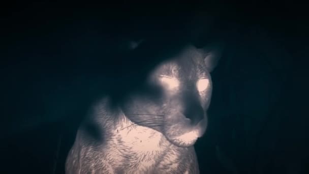 Close Jaguars Panthera Onca Patrol Nocturnal Pantanal Wetlands Brazil Thermal — Stockvideo