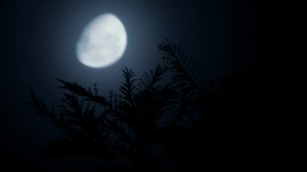 Місячне Світло Проникає Крізь Зелене Дерево Лісі Місяць Світить Крізь — стокове відео